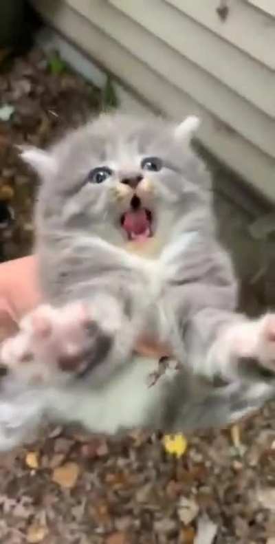 Soft kitty, warm kitty, little ball of fur!