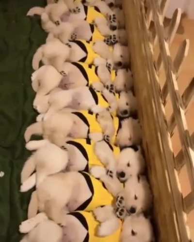Adorable chaos