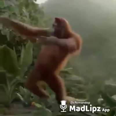 bolsonaro