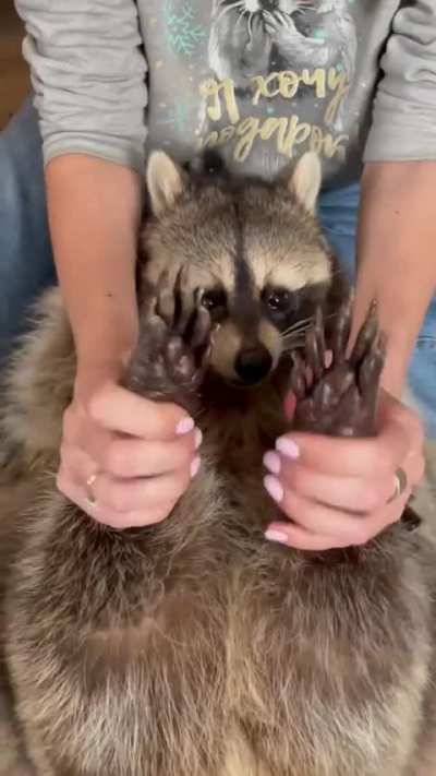 Chonk