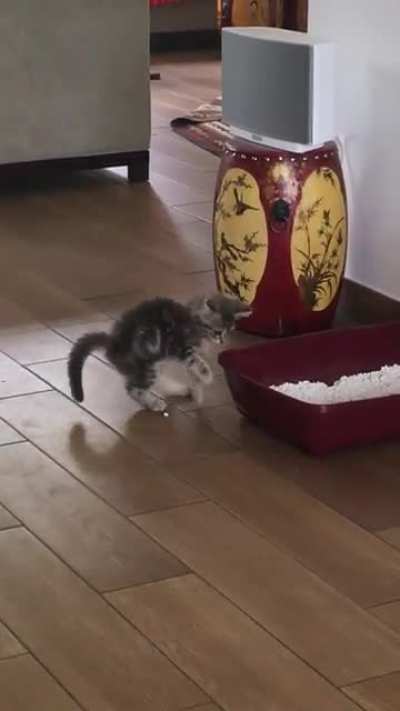 Does anyone else&rsquo;s cat do this with their litter?😩🥺