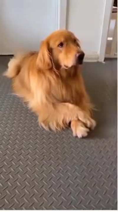 smart dog.