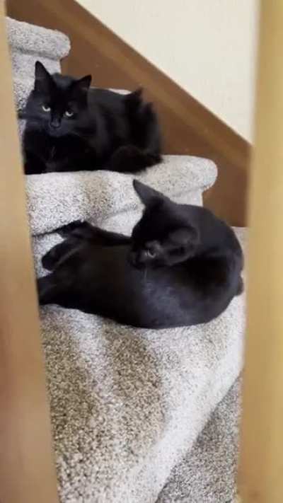 Someone isn&rsquo;t thrilled with their new sibling [oc]