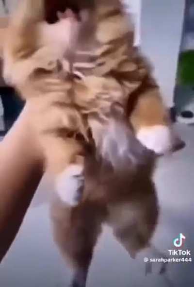 By Meowself