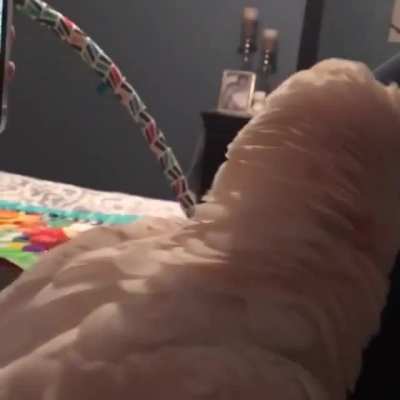 Birb viciously attacks cameraman
