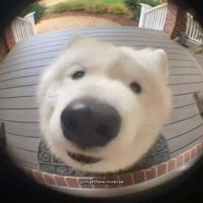 pop dog