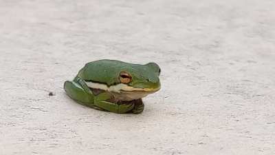 The rare amphibian curl 🐸