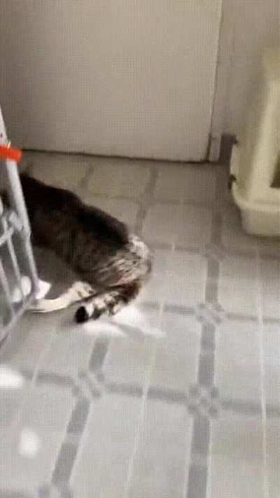 Meow drift!