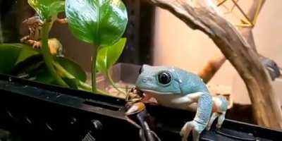 Amphibian Cookie Monster