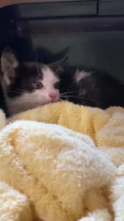 This little girl was stuck under the dumpster at my job