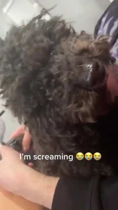 Aww what a cute pu-- what the fuck?