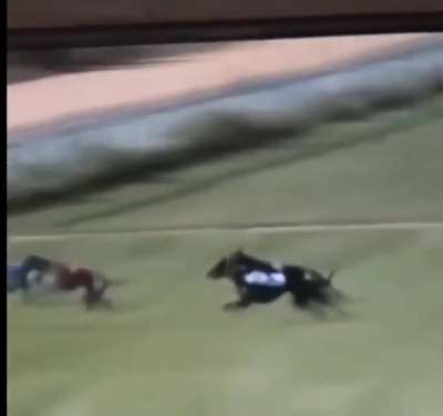 Dog race took a turn