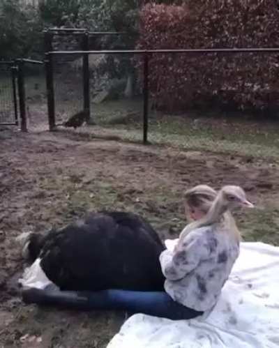 Ласковый птиц