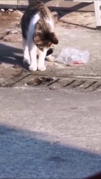 Dinner Catculation