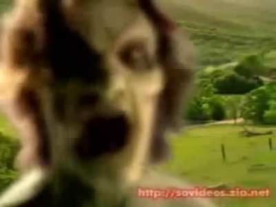Fui procurar asi&aacute;ticos fortalecendo o malaquias e acabei achando essa p&eacute;rola. &Eacute; dif&iacute;cil n&atilde;o rir.