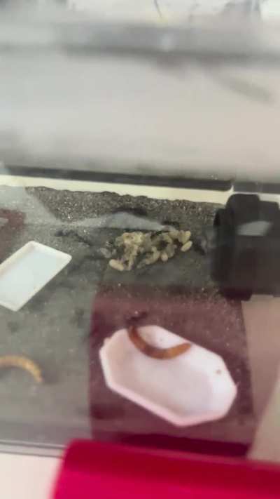 This is new&hellip; something wrong in the nest(test tube)?