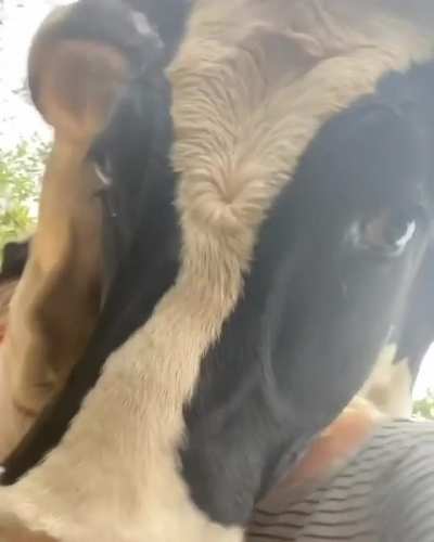 "Are you doing a video? I want to be in it too!"