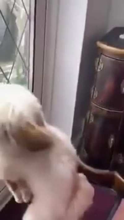 what the dog doing