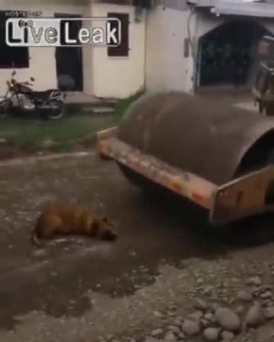 Hayvana &ccedil;ok &uuml;z&uuml;ld&uuml;m bunu yapanın aşina yıldırımlar &ccedil;arpsın amin