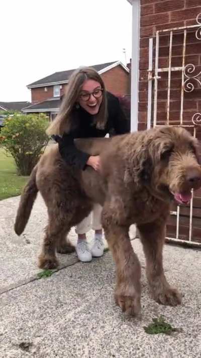 Teddy is a BIG pupper
