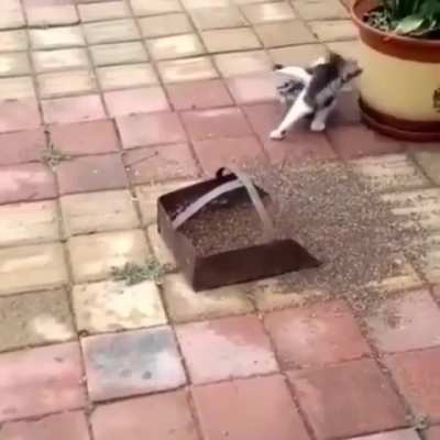 smol pounce