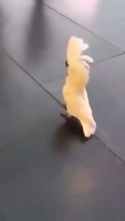 Parrot thinks hes a doggo