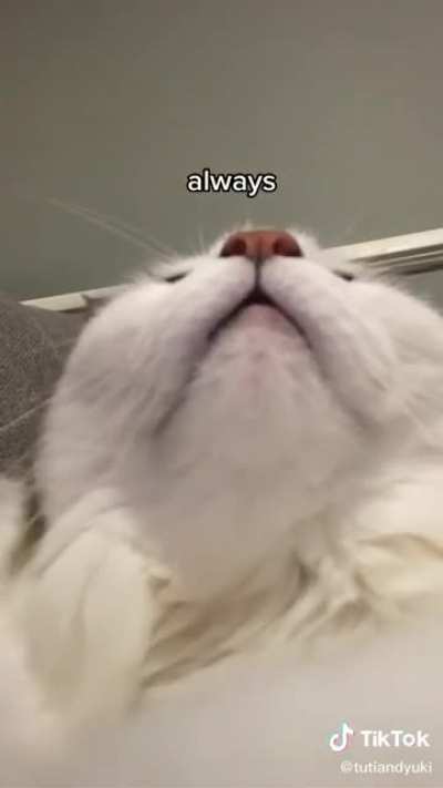 Thank you motivational cat, very nice.