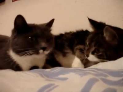 The 2 talking cats