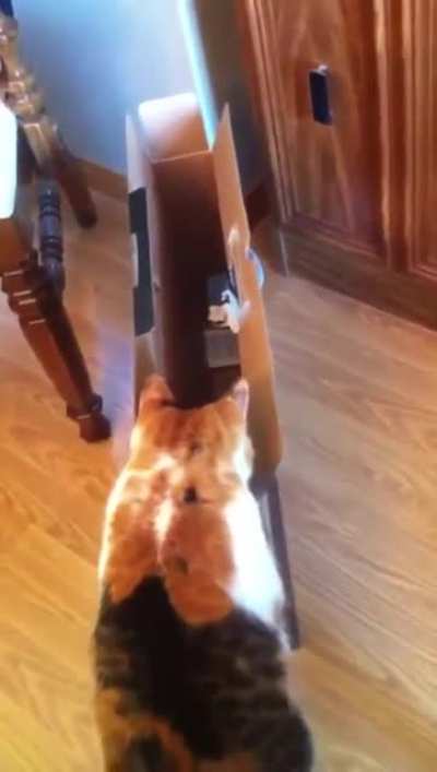 Thin Box vs. Chonk