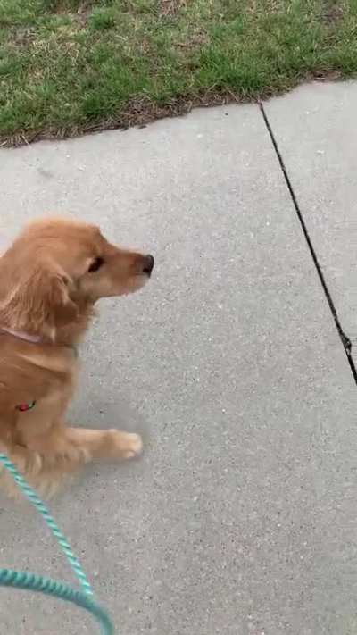 Every time we walk, at least twice, Millie gets super happy and demands we stop for pets. I&rsquo;m not mad about it.