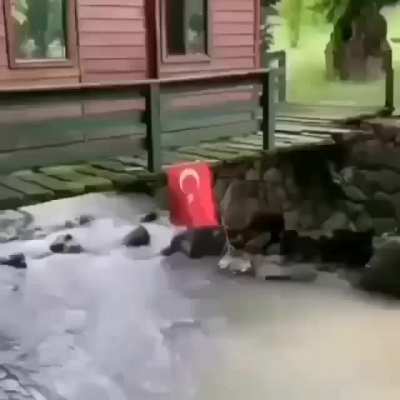 Average turkroach