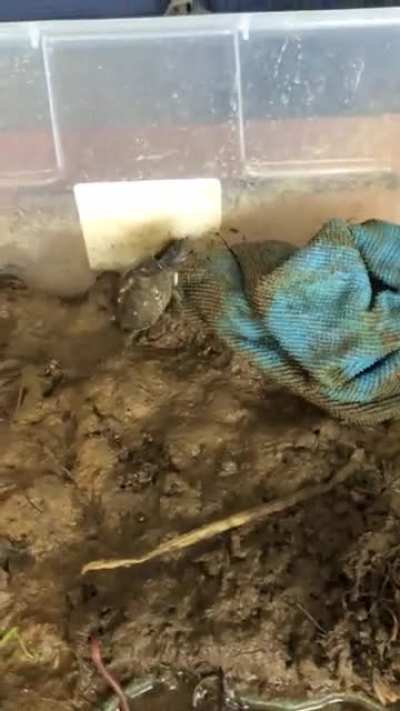 To everyone who wondered what happened to Lil&rsquo;Homie after he got &ldquo;wormed&rdquo;, we were laughing so hard I had to stop filming for about 5 seconds. He shook off his take-down and acted like nothing happened....