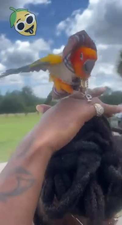 The freshest parrot you&rsquo;ll ever meet 💰💎