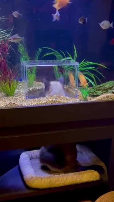 This fishtank has a cat sized viewport