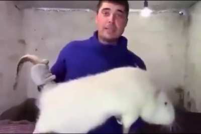 A Giant RAT