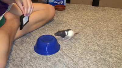 My pet rat Oreo doing her "read a sign" trick!