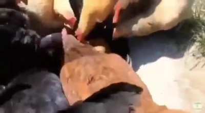 Afiyet olsun orospu &ccedil;ocukları