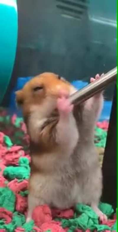 xhamster