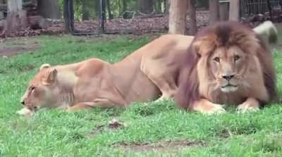 Mr. &amp;amp; Mrs. Lion passing their time
