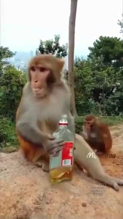 Return to monke