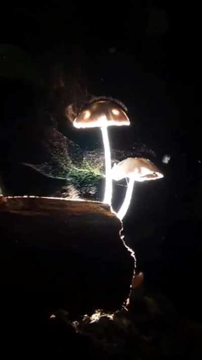 Mushrooms releasing millions of microscopic spores into the wind to propagate.
