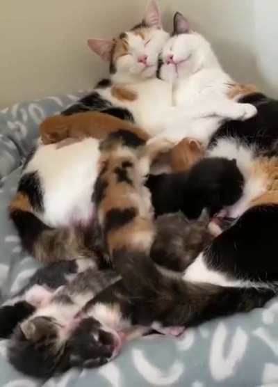 Cuddle puddle