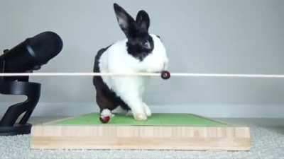 Mmmyes rabbet eat