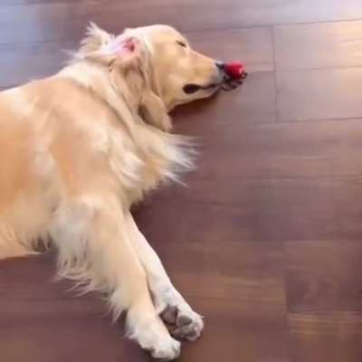 The Sense of Smell
