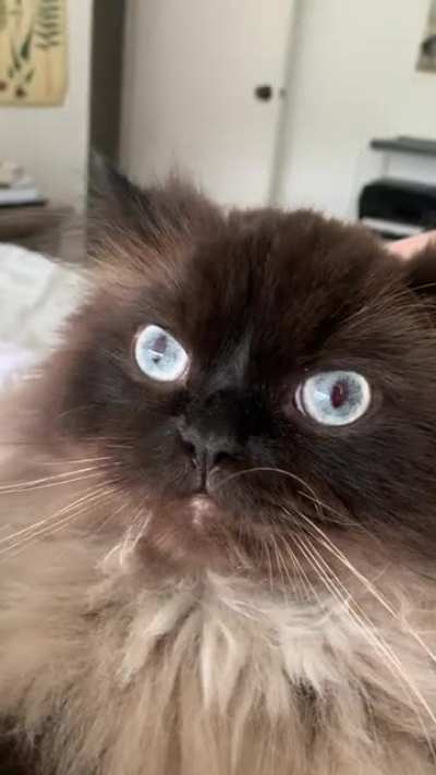 mow