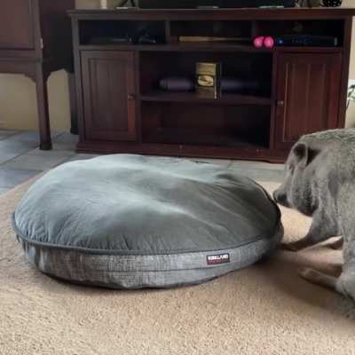 Just a pig jumping into bed