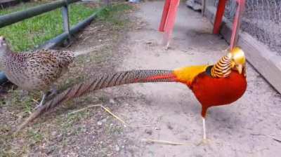 A gold pheasant