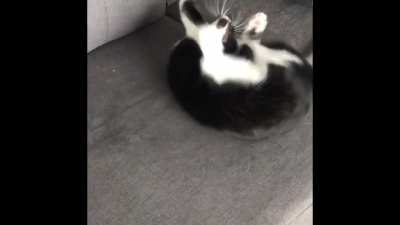 My cats being weird little guys