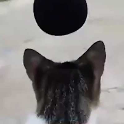 Bonk