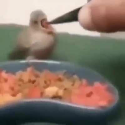 Fofo